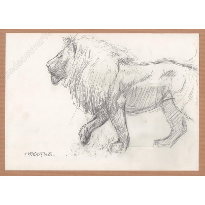 Liberatore Tanino - Dessin Original Le lion