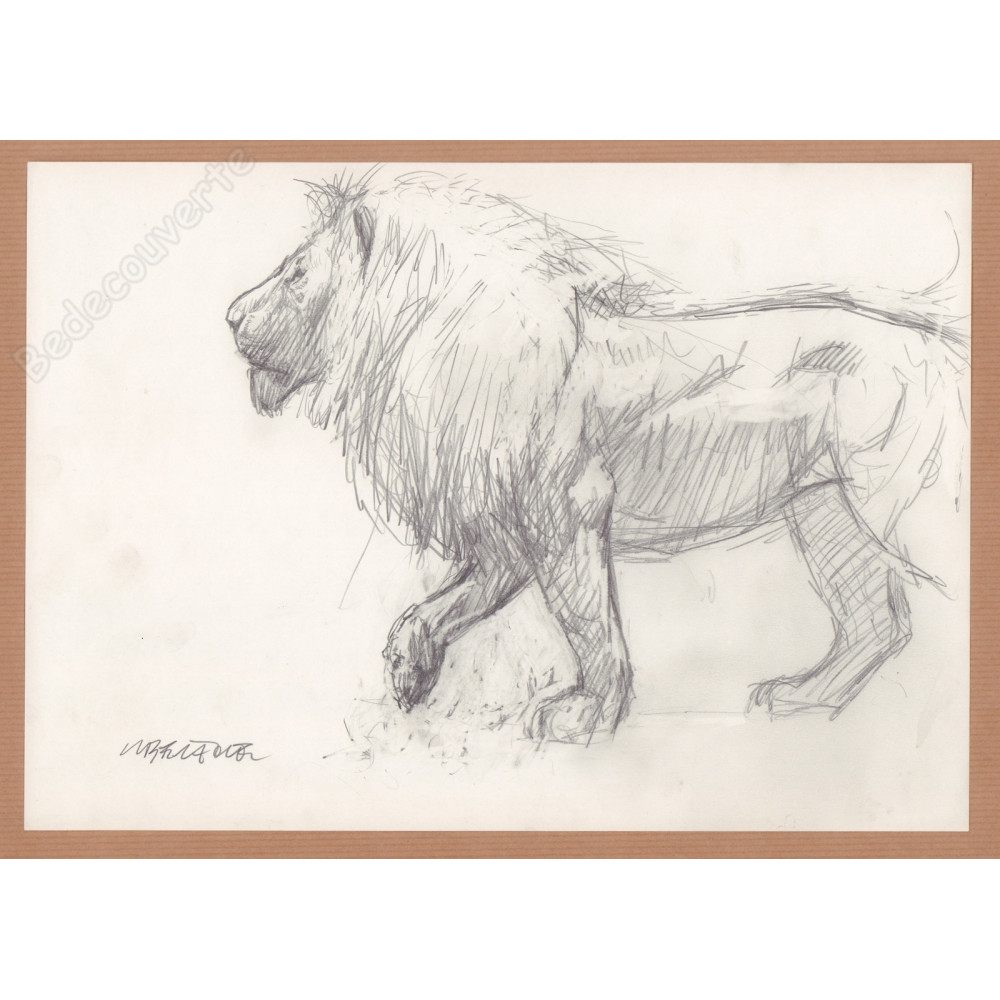 Liberatore Tanino - Dessin Original Le lion