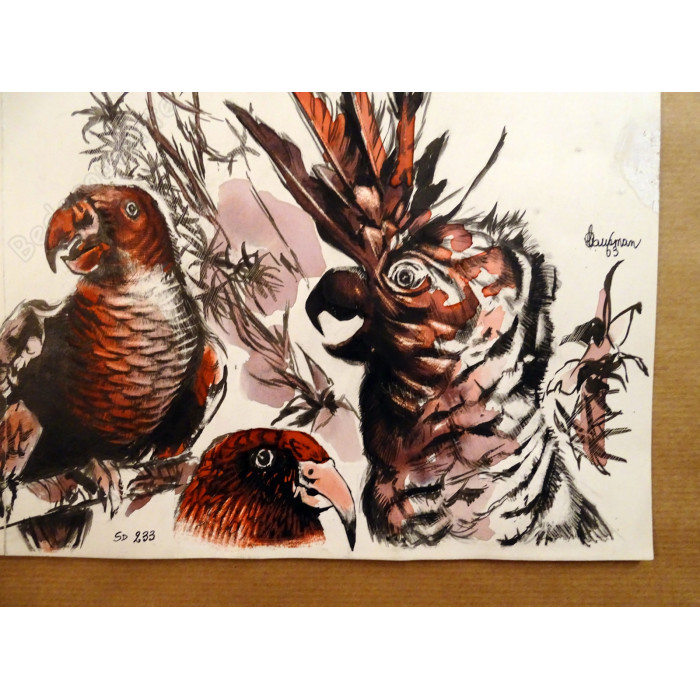 Hausman - Dessin Original Perroquets