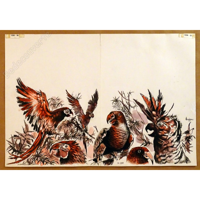 Hausman - Dessin Original Perroquets