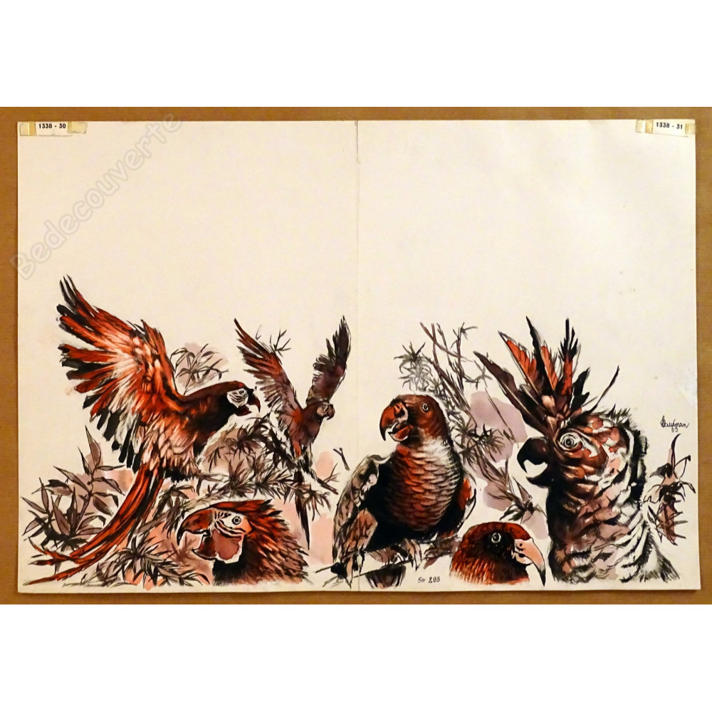 Hausman - Dessin Original Perroquets